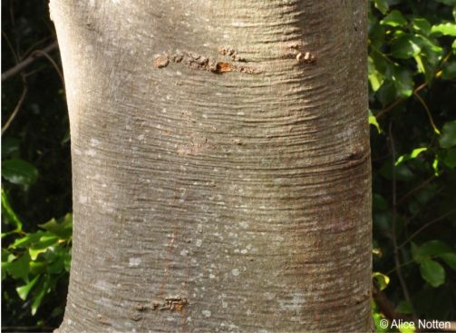 Cryptocarya myrtifolia trunk